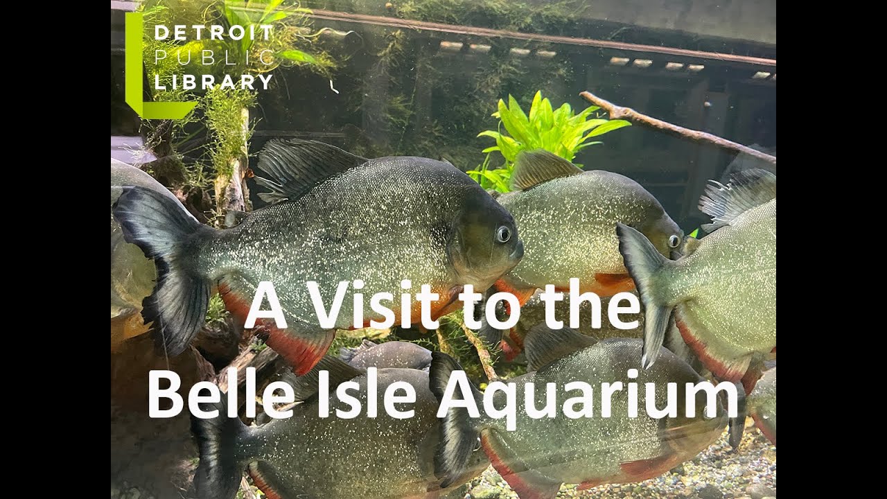 A Visit to the Belle Isle Aquarium