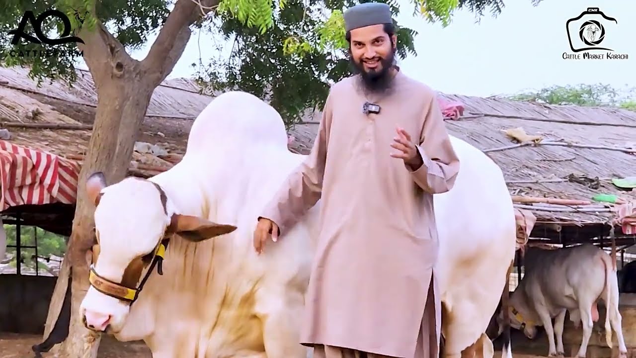 Diamond & Shan e AQ Ki Rukhsati or BOMBASTIC NEW ENTRY at AQ Cattle Farm