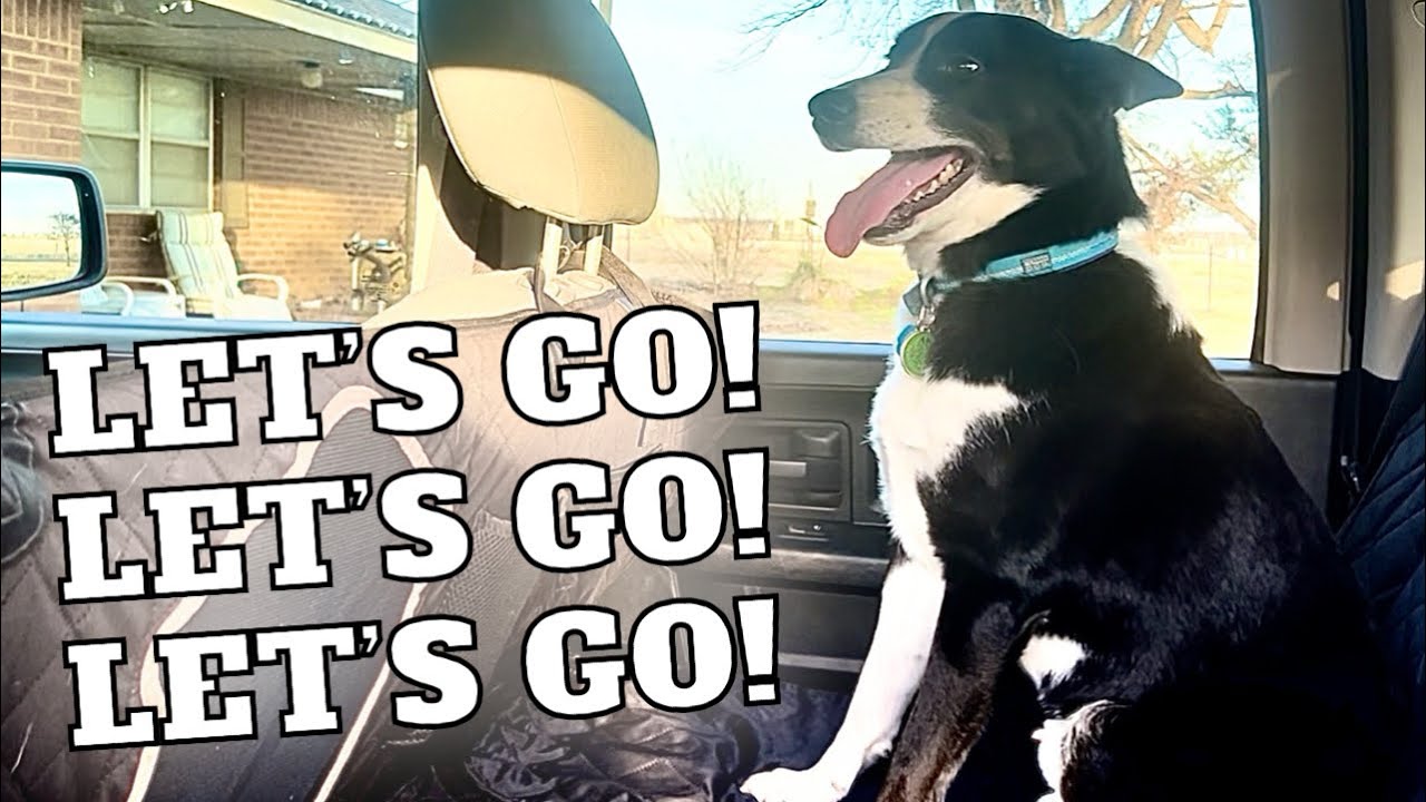 Our Dog Bear Rides To The Drive Through / VLOG