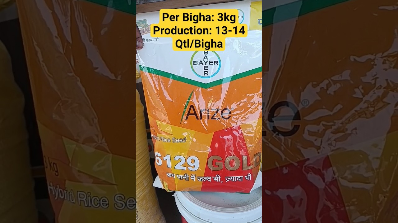 Bayer 6129 Gold Dhan | Bayer Arize जल्दी भी ज्यादा भी