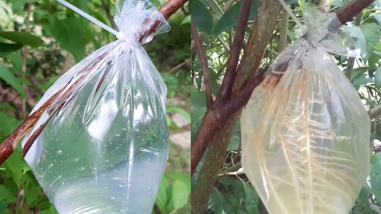 How to propagate Water Apple, Tomatoes, Sweet Potatoes, Chilies at home