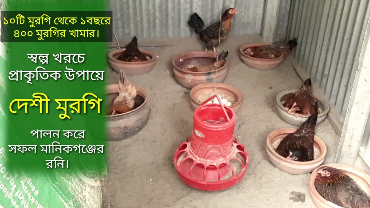 স্বল্প পুঁজিতে দেশী মুরগির খামার কি ভাবে শুরু করবেন ll দেশী মুরগির ভ‍্যাকসিন পদ্ধতি ll ECC news bd.