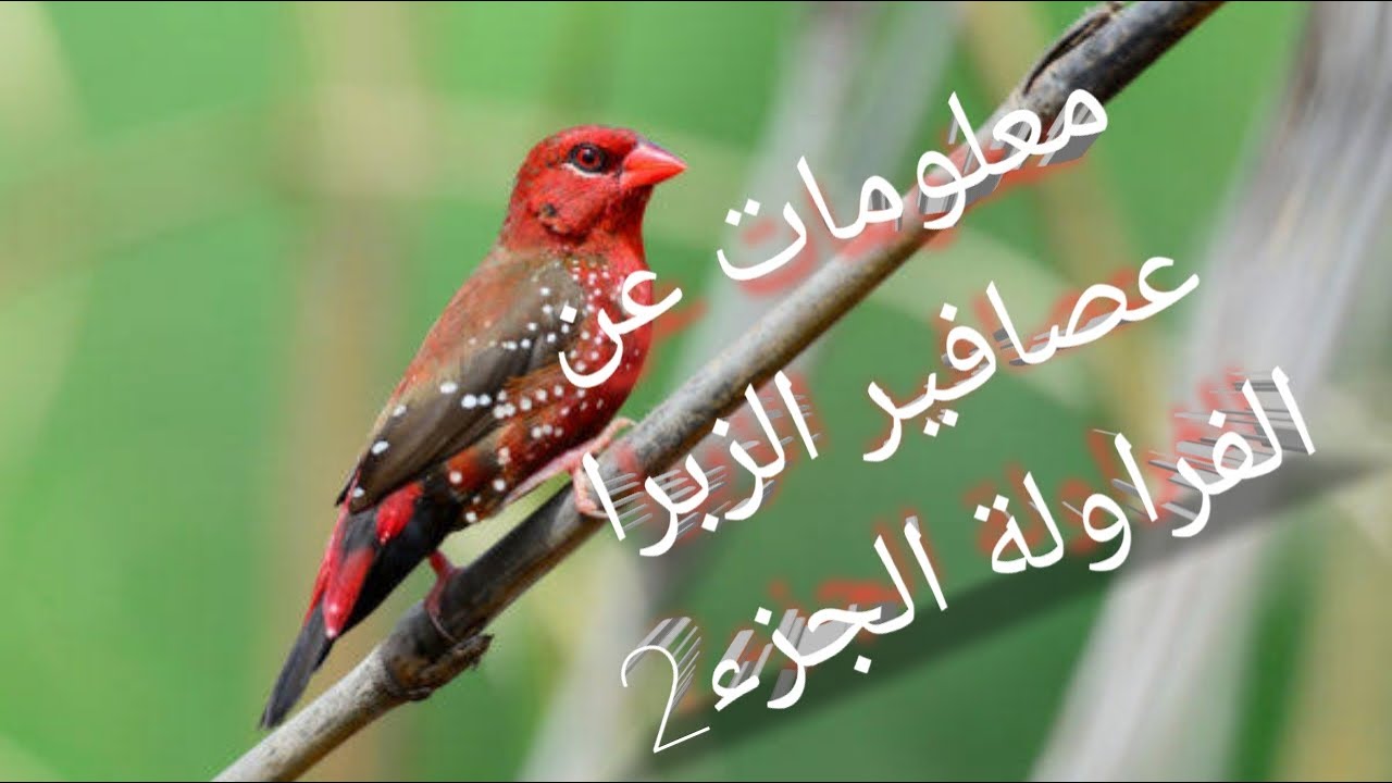 معلومات للمبتدئين عن تربية العصافير الزبرا الفراولة