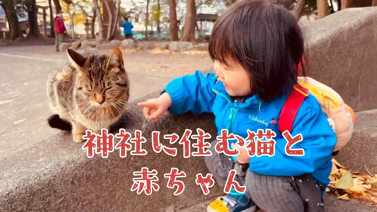 【2歳】神社に住む猫と赤ちゃん