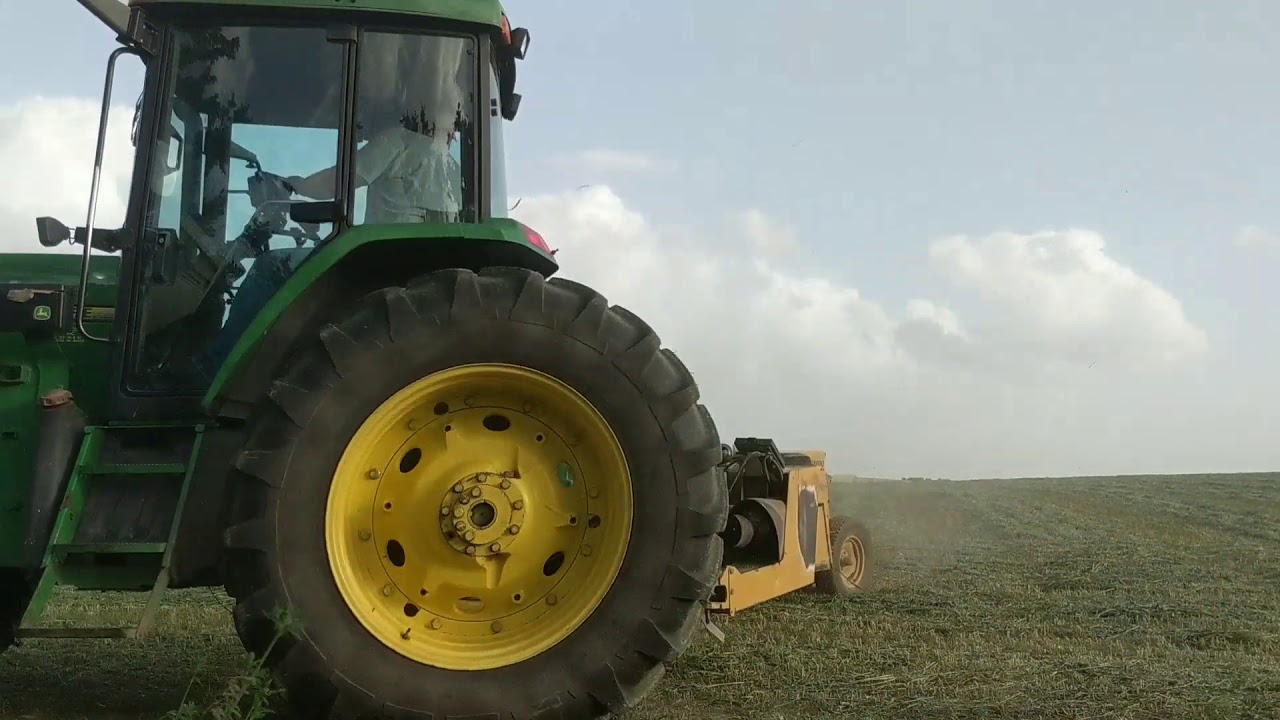 Cutting drought oats for hay