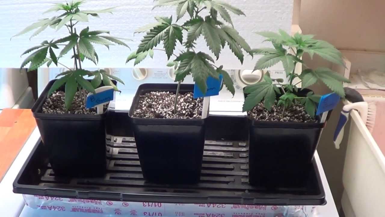 The BubbleGum Experiment #5 (Day 35 from seed)