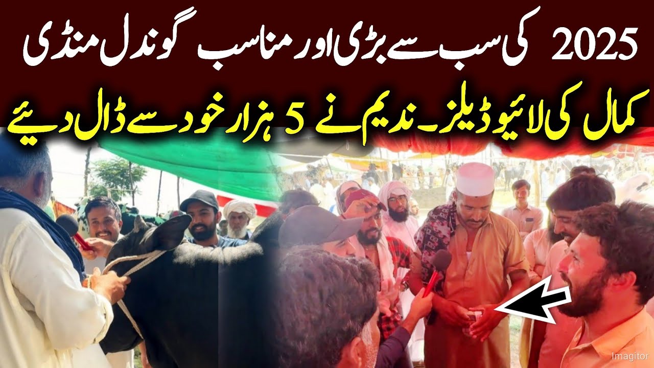 Last Update About Gondal Mandi 2025 - live Bargaining Qurbani 2025 - Fatehjangi bulls 2025