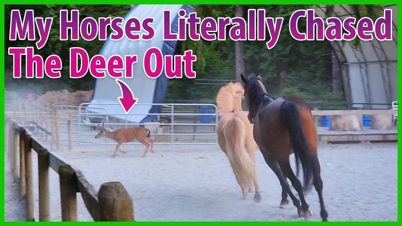 The Horses Literally Chased The Deer Out Of The Arena