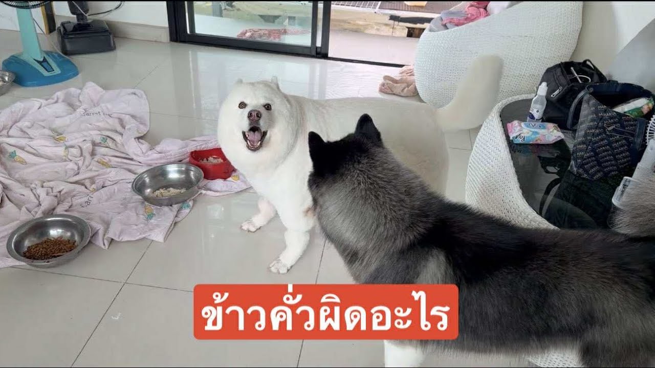 ข้าวคั่วผิดอะไรถึงทำให้ข้าวสวยไม่พอใจทะเลาะกัน