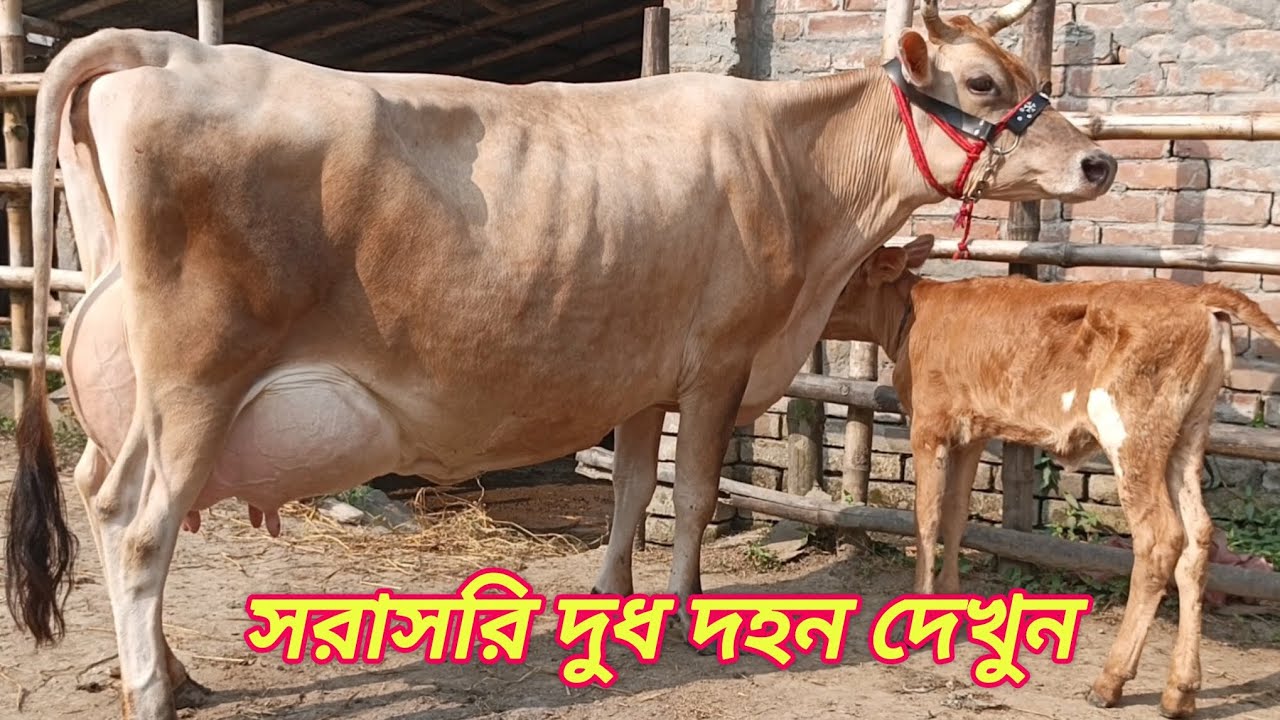 @আজ ১৩/১১/২০২৫/ সরাসরি দুধ দহ ১০০%জার্সি গাভী দেখুন। 