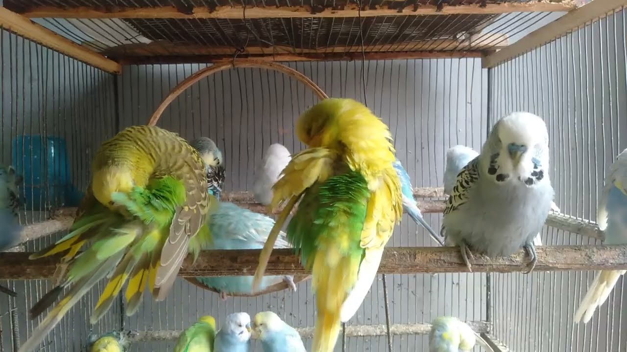 😱セキセイインコ、ケージを少し整えただけで反応が激変…