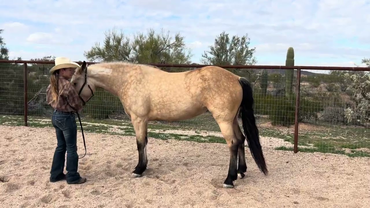 #110 Ranch Horse Conformation- RCR Angel’s Envy/Nicole Olmedo