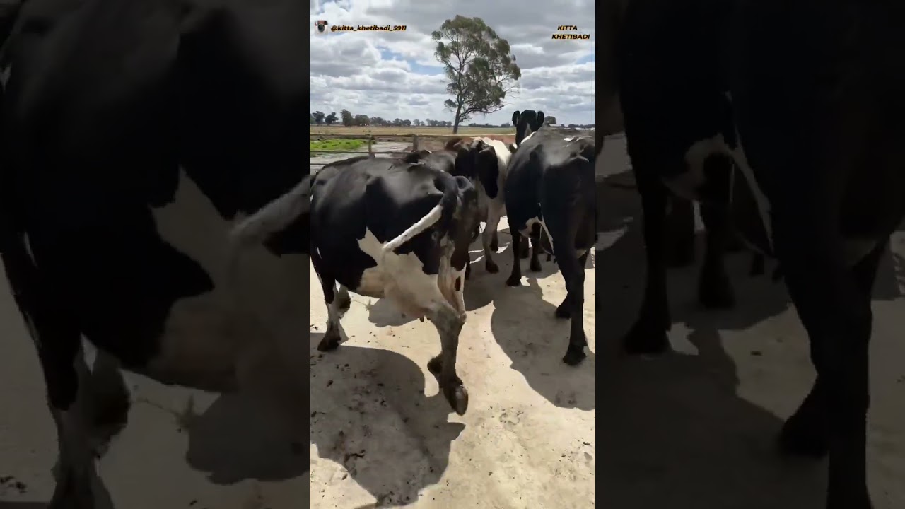 Beef cows price in Australia #dairyfarm #kittakhetibadi #dairyfarmaustralia