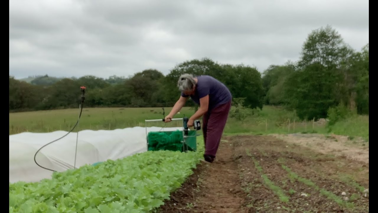 Spindlebrook Hen Quickcuts baby kale on no dig no till bed