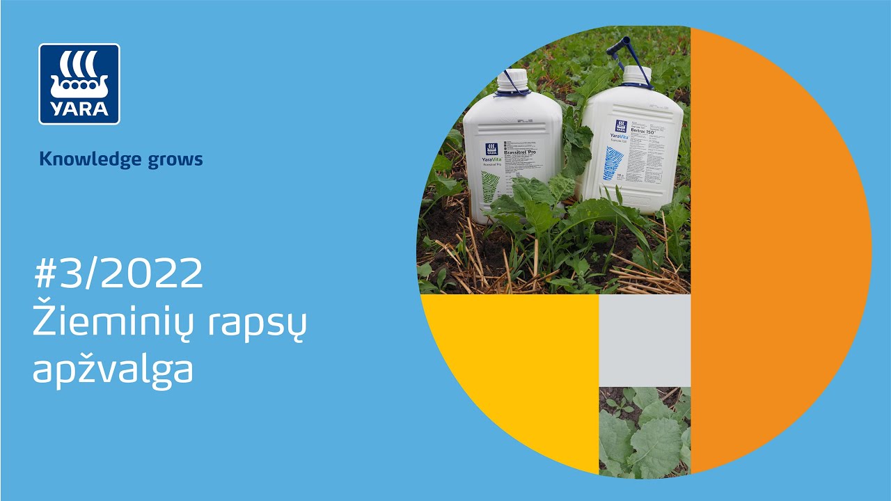 #3/2022 Žieminių rapsų apžvalga