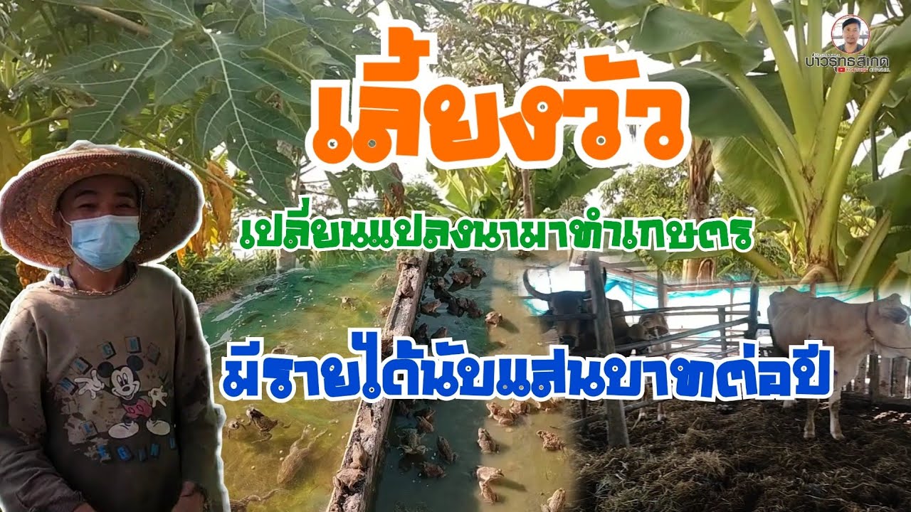 เลี้ยงวัว เปลี่ยนที่นามาทำเกษตรผสมผสาน มีรายได้ตลอดปี