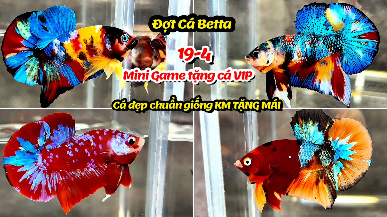 Đợt Cá Betta 29-4 Nemo Multicolor Yellow Base, Galaxy, Multicolor Metalic, Red, Yellow Fancy Star !