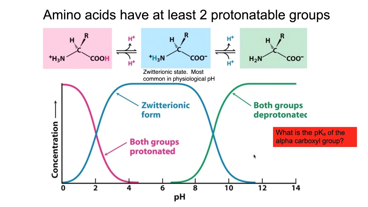Titration curves, pKa, pI, and Buffering regions