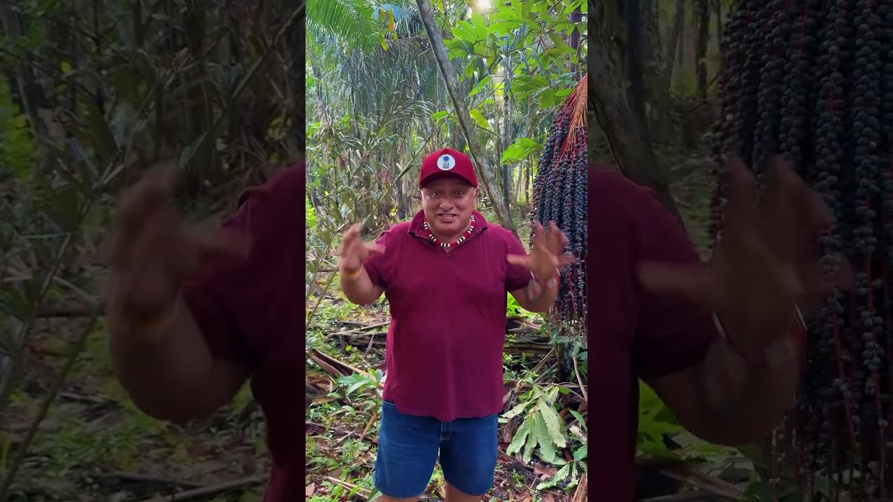 COLHEITA DA BACABA 2026 😱🌴 Olha o Tamanho Desse Cacho!