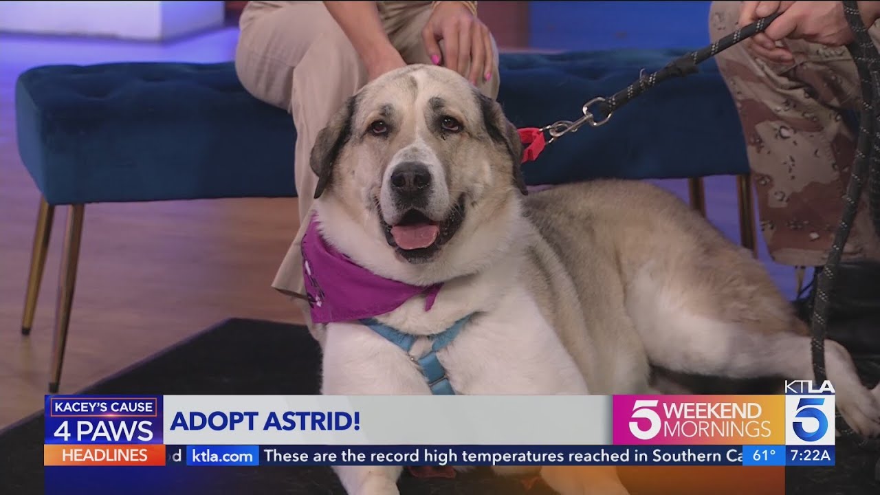 Kacey's Cause 4 Paws: Adopt Astrid!