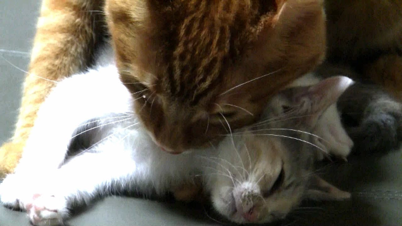 先住猫が子猫を受け入れるまで焦らず見守る飼い主