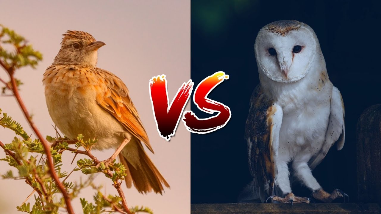 Early Bird Versus Night Owl | What Is Your Sleep Chronotype?
