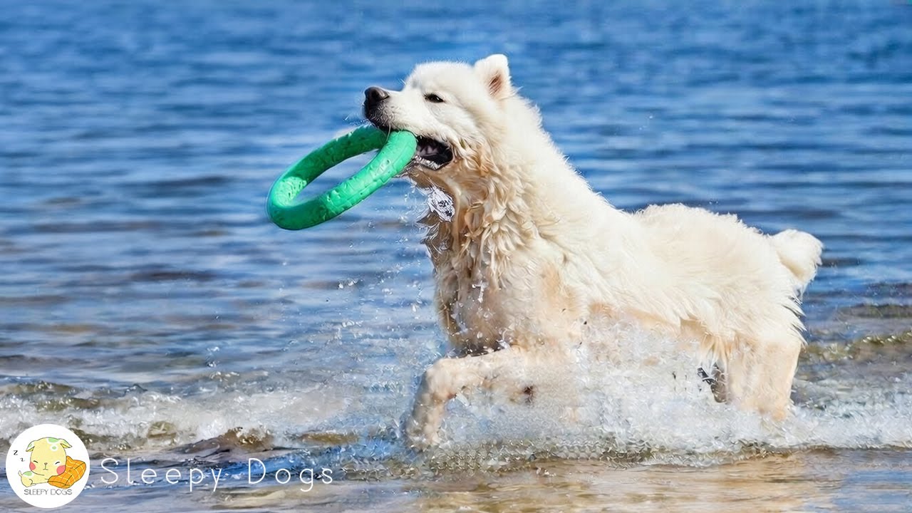 12 Hours of Dog TV for Dogs to Watch 🐕‍🦺 Best Videos to Help Reduce Stress & Anti-Anxiety Music