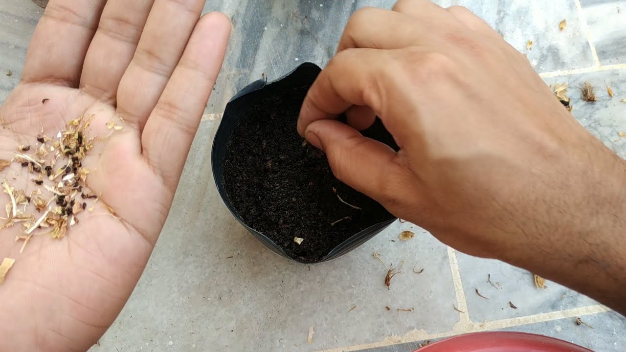 How to Grow Carnations from Seeds | Winter Flowering Annual Plant | Dianthus Caryophyllus | MV