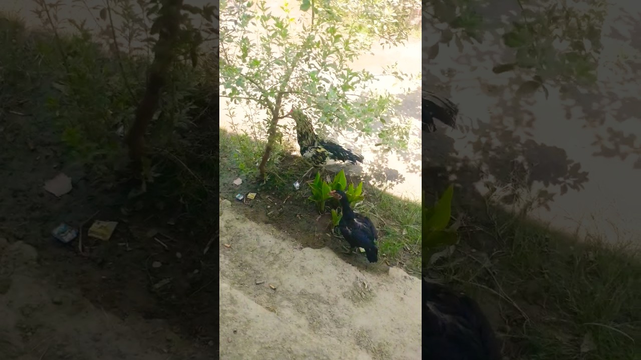 aseel murga short .  اصيل ڪڪڙ #aseel #aseelmurga #bird  #rooster  #birds #hotdays @SindhWildlife
