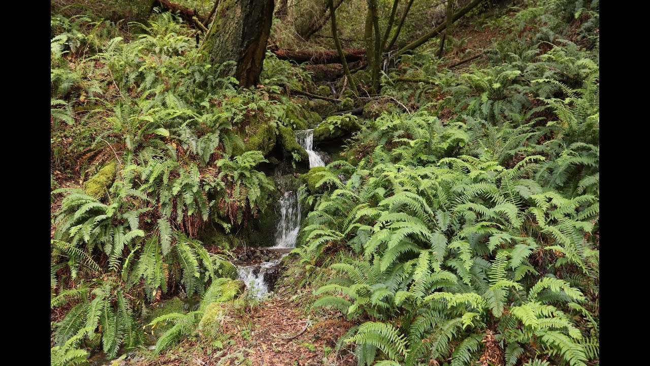 Polystichum munitum (Western sword fern)