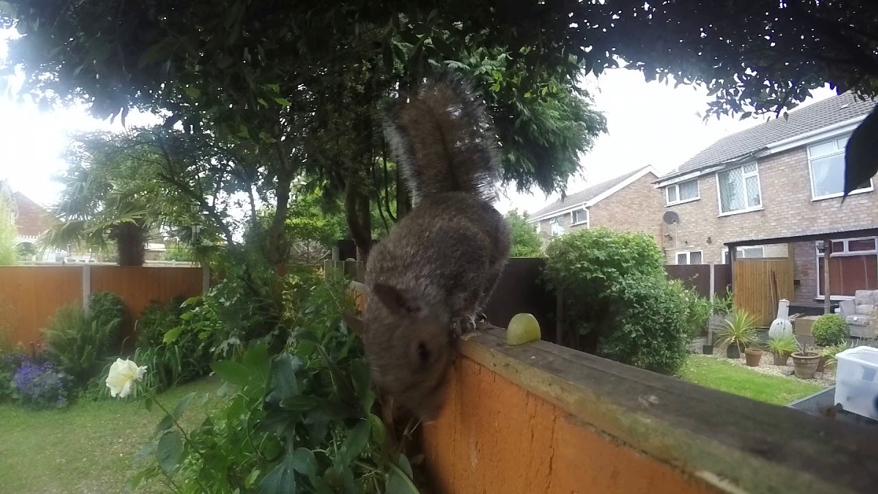 Garden Buffet
