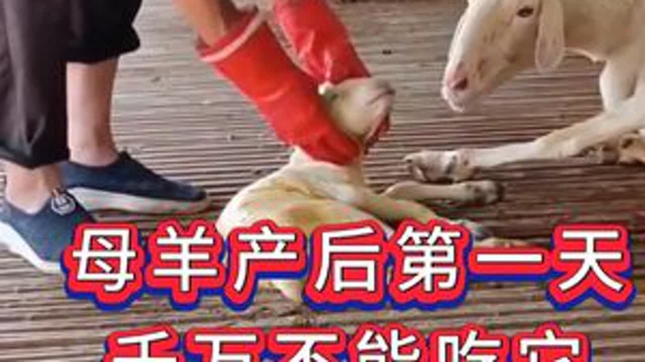 #养羊#牛羊养殖#新手养羊#养羊人