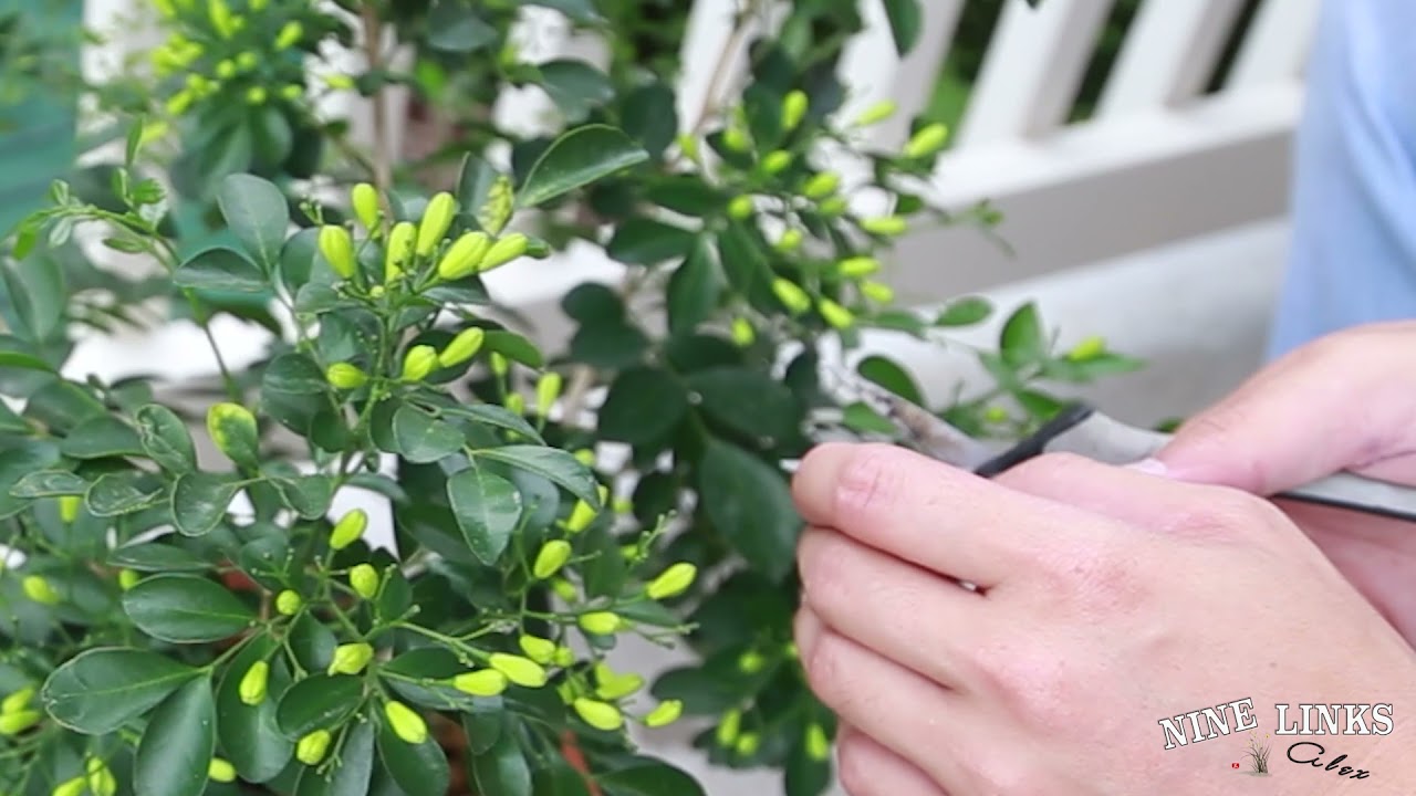 Orange Jasmine Update 7-17-2021
