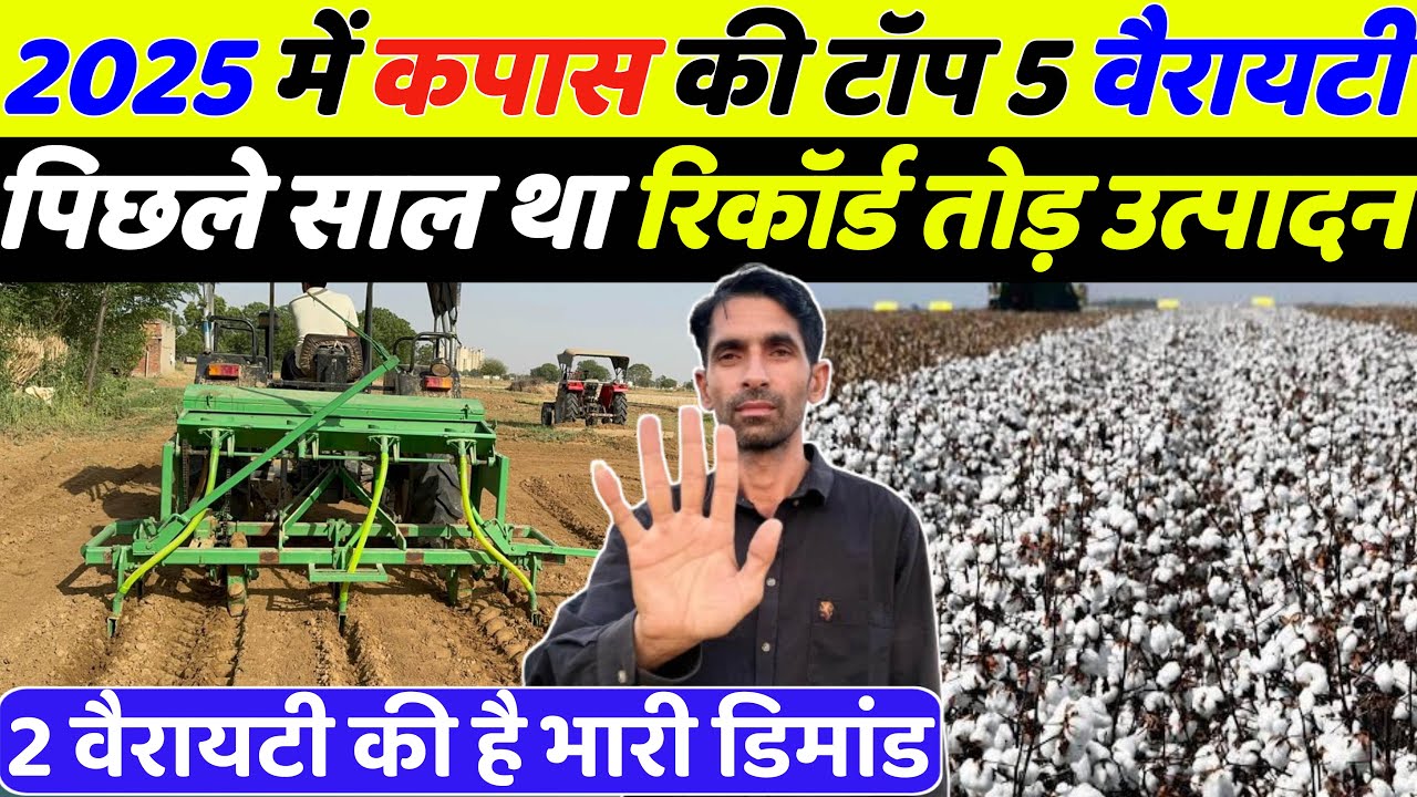 नरमा कपास की टॉप वैरायटी 2025 | Kapas ki top variety 2025 | Kapas ki kheti | Kapas ki top variety