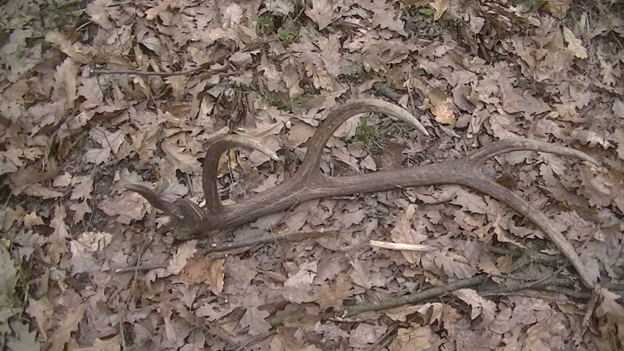 Agancs Red deer 27