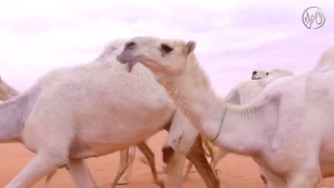 منقية الناصرات وضح | لمالك الإبل/ محمد بن ناصر علي الشهري