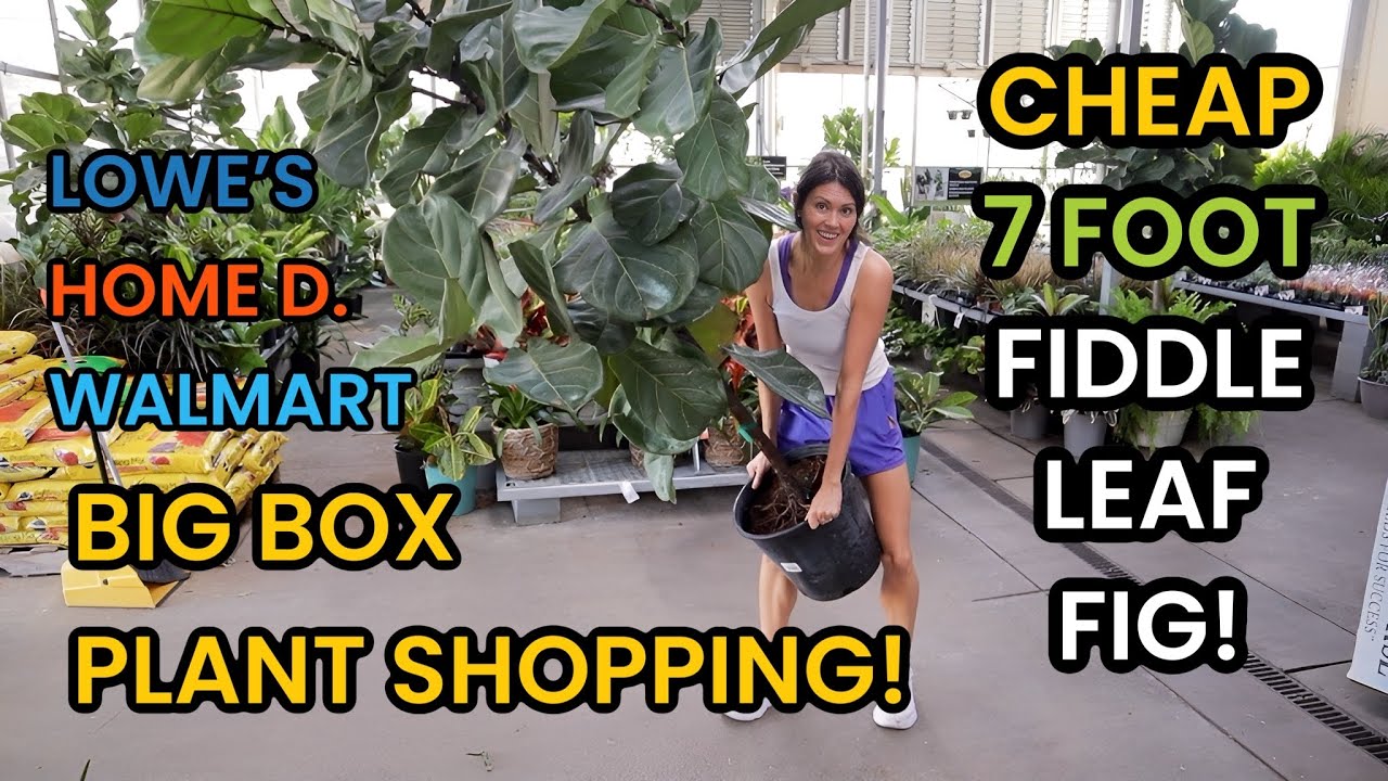 7 Foot Fiddle Leaf Fig is HOW Much?! Big Box Plant Shopping Lowe's, Home Depot & Walmart