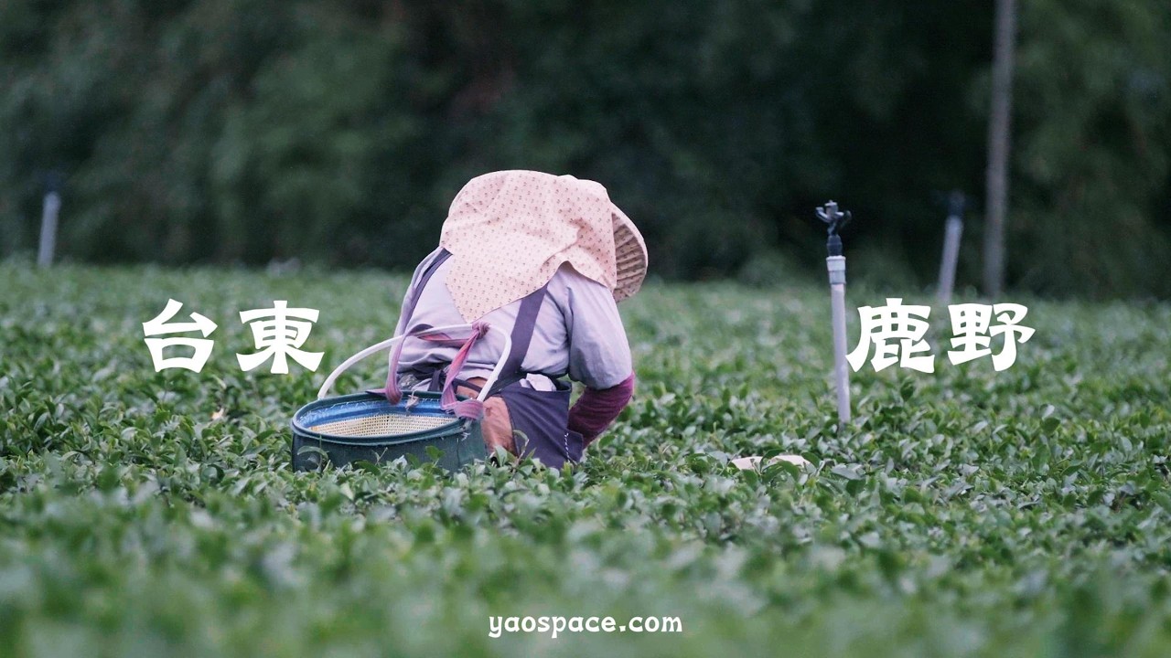 台東鹿野＿茶農＿歲月靜好  #遙視影像#YaoVisionStudio#阿堯#紀錄台灣#台灣影像#台灣之美#Documentary