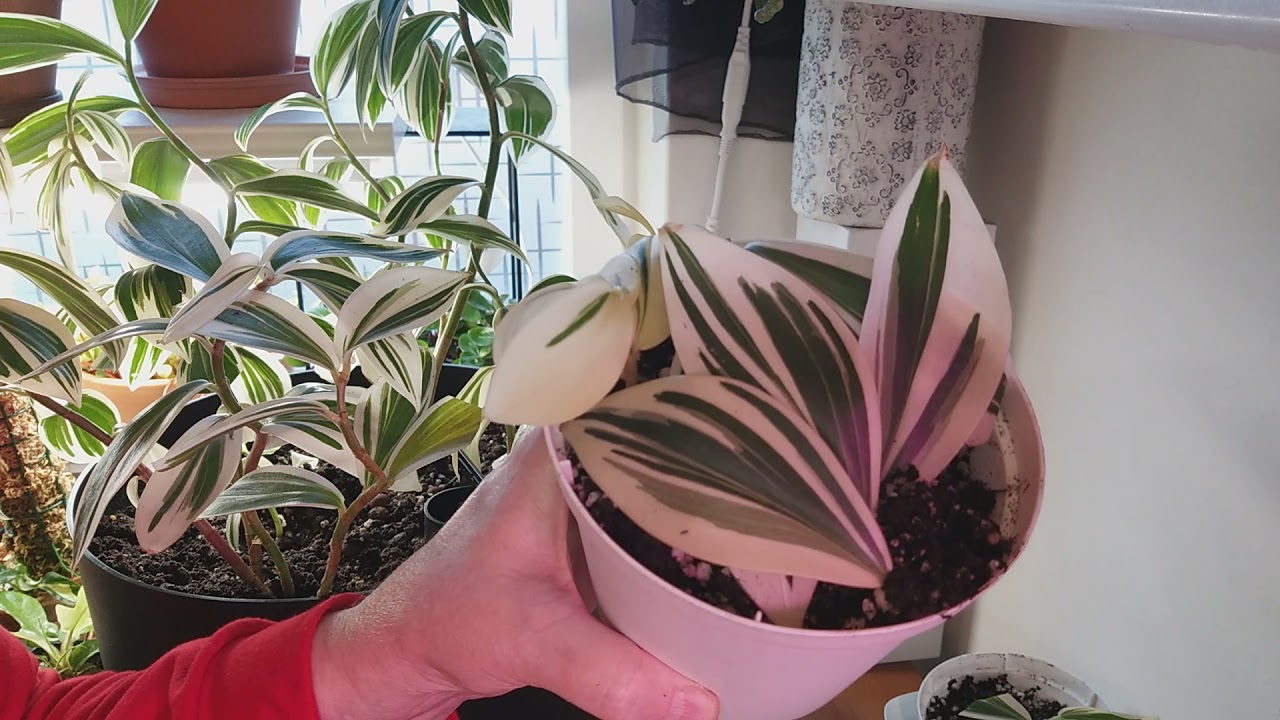 COSTUS ARABICUS VARIEGATA SPIRAL GINGERN PROPAGATION AND CARETIPS