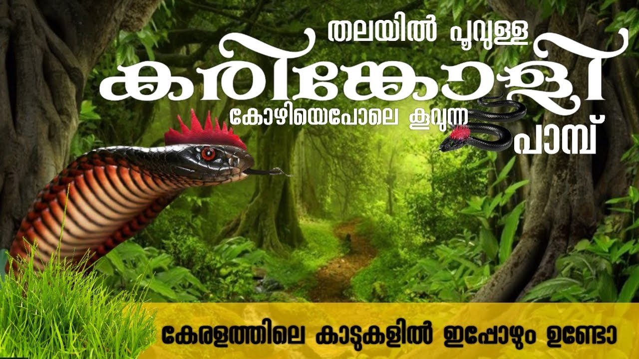 crowing crested cobra കരിങ്കോളി പാമ്പ്. കൂവുന്ന തലയിൽ പൂവുള്ള 30 അടിയോളം നീളമുള്ള  പാമ്പ് കേരളത്തിൽ