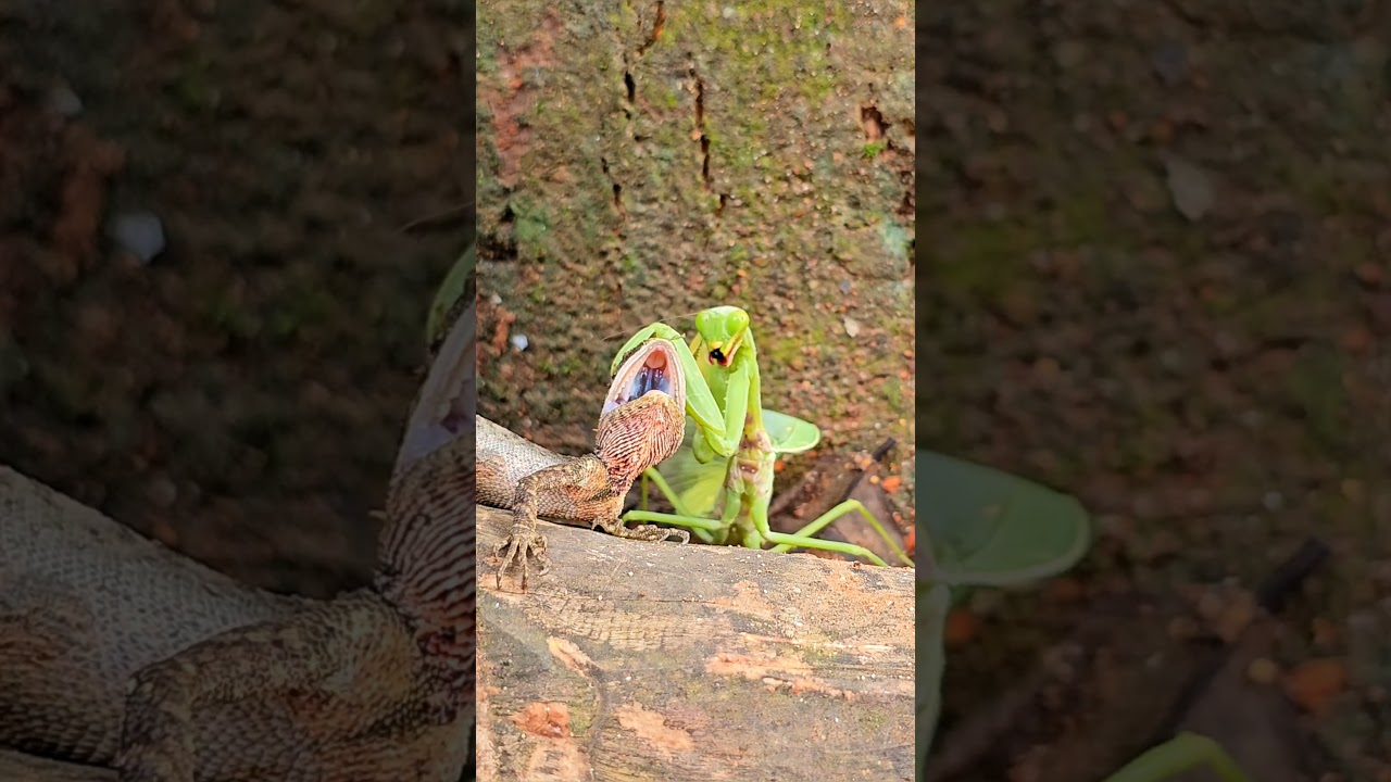 Kung Fu Mantis vs Lizard: The Ultimate Showdown - Lizard vs Mantis #mantis #lizard #canvasoftheWild