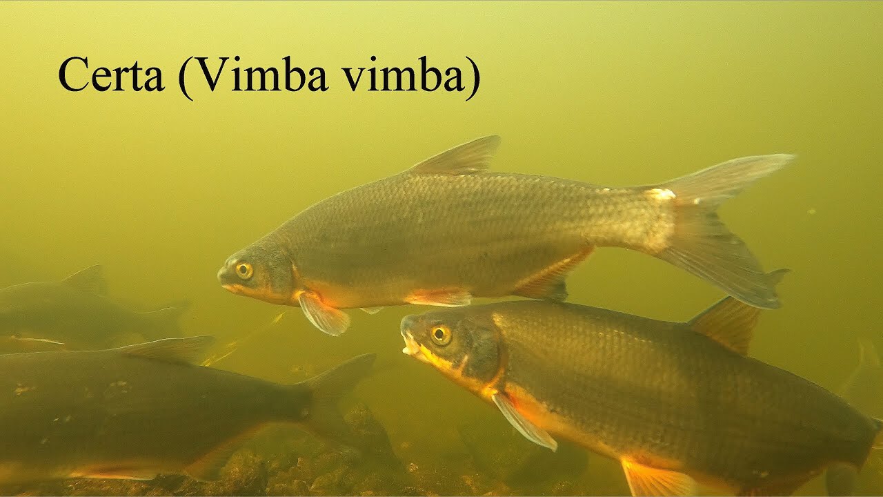 Certa (Vimba vimba). Vimba bream; zanthe, zarte