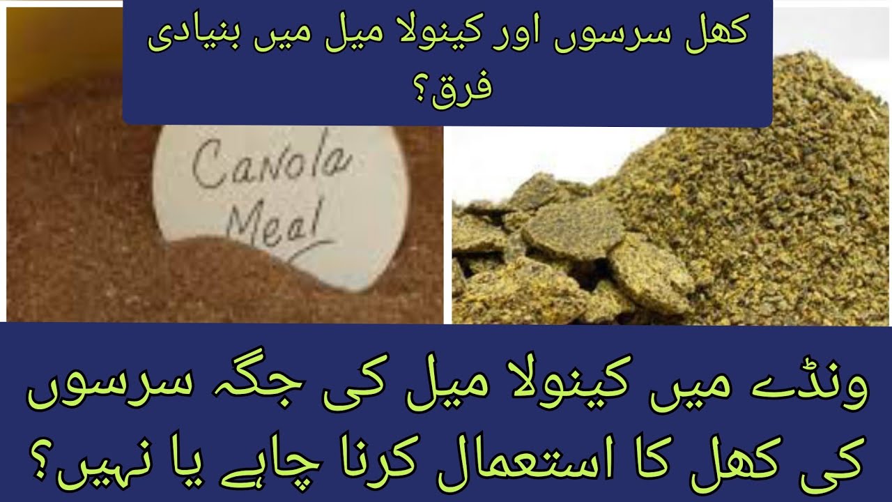 Rapeseed cake (Khal sarson) vs canola meal ll ونڈے میں کھل سرسوں استعمال کریں یا کینولا میل؟؟