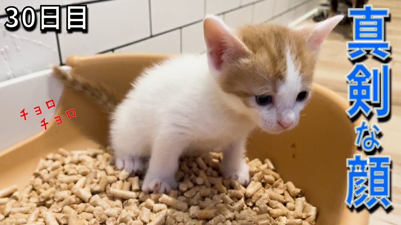 【子猫30日目】走る、抜け出す、暴れ出す！／末っ子＆女子の茶トラ組／おしっこできる？子猫用トイレ
