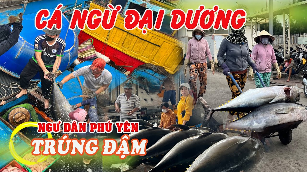 Ngư dân xứ Nẫu TRÚNG ĐẬM cá NGỪ ĐẠI DƯƠNG || Cuộc sống xứ Nẫu