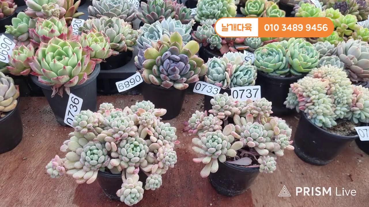 날개다육 라이브 방송