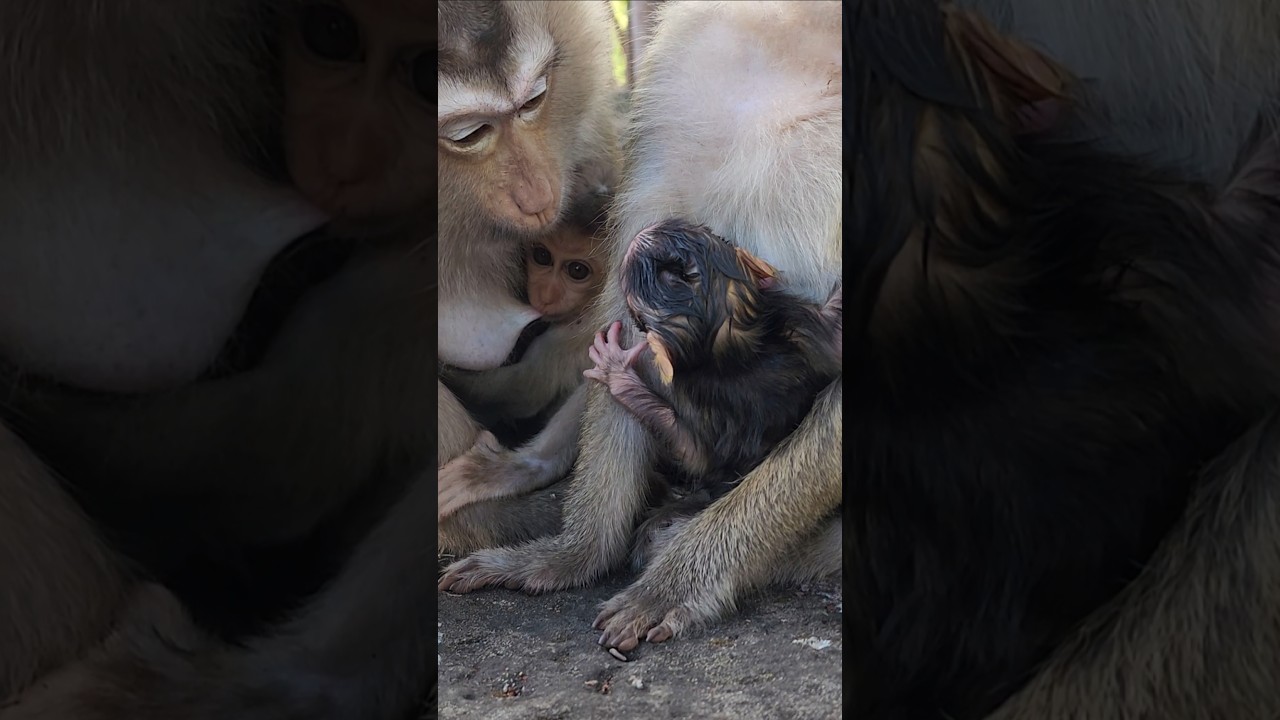 Rose meeting Brindy such great time for baby monkey 🐒 #shortvideo #shorts #viral #animal #monkey
