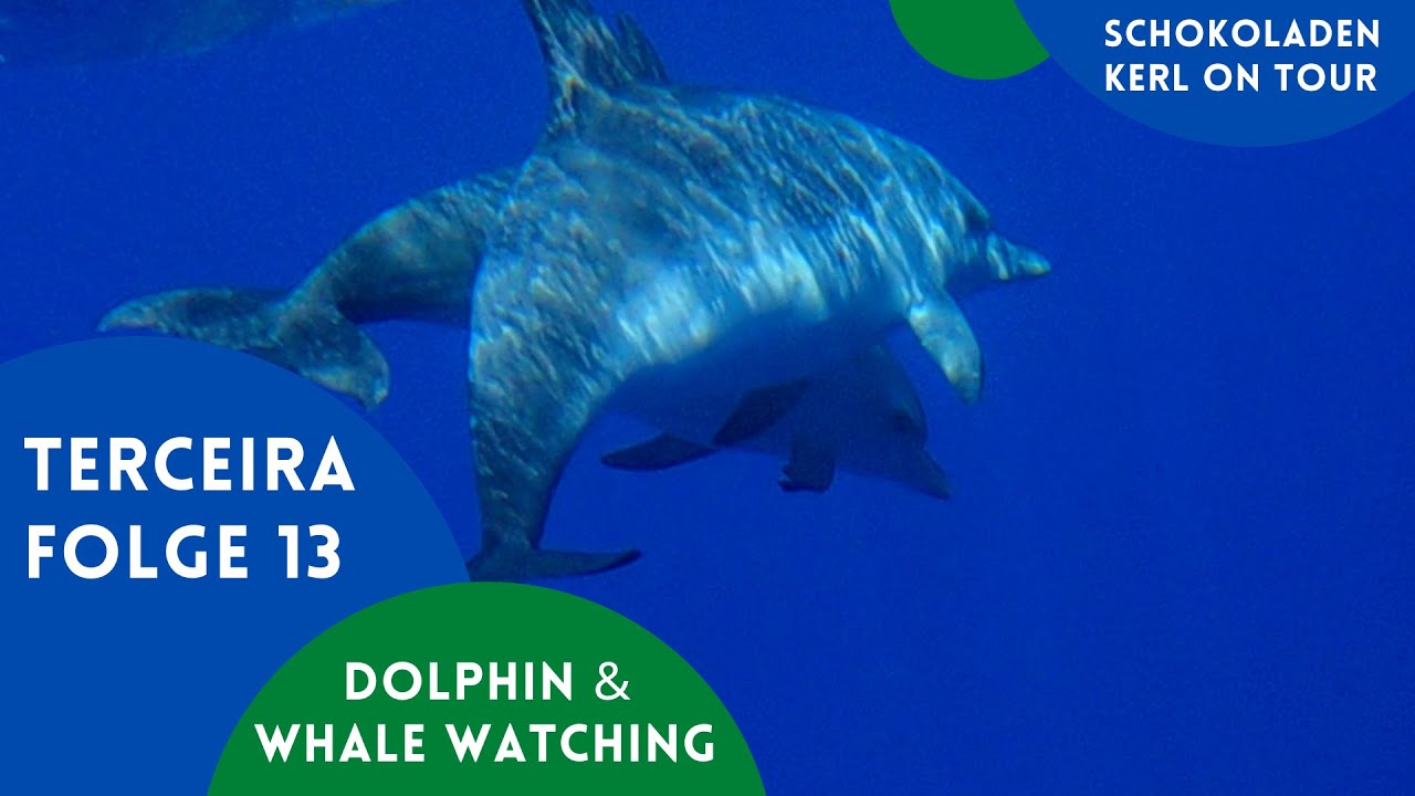Azoren 🌿 Terceira 🌿 13 🌿 Dolphin & Whale Watching