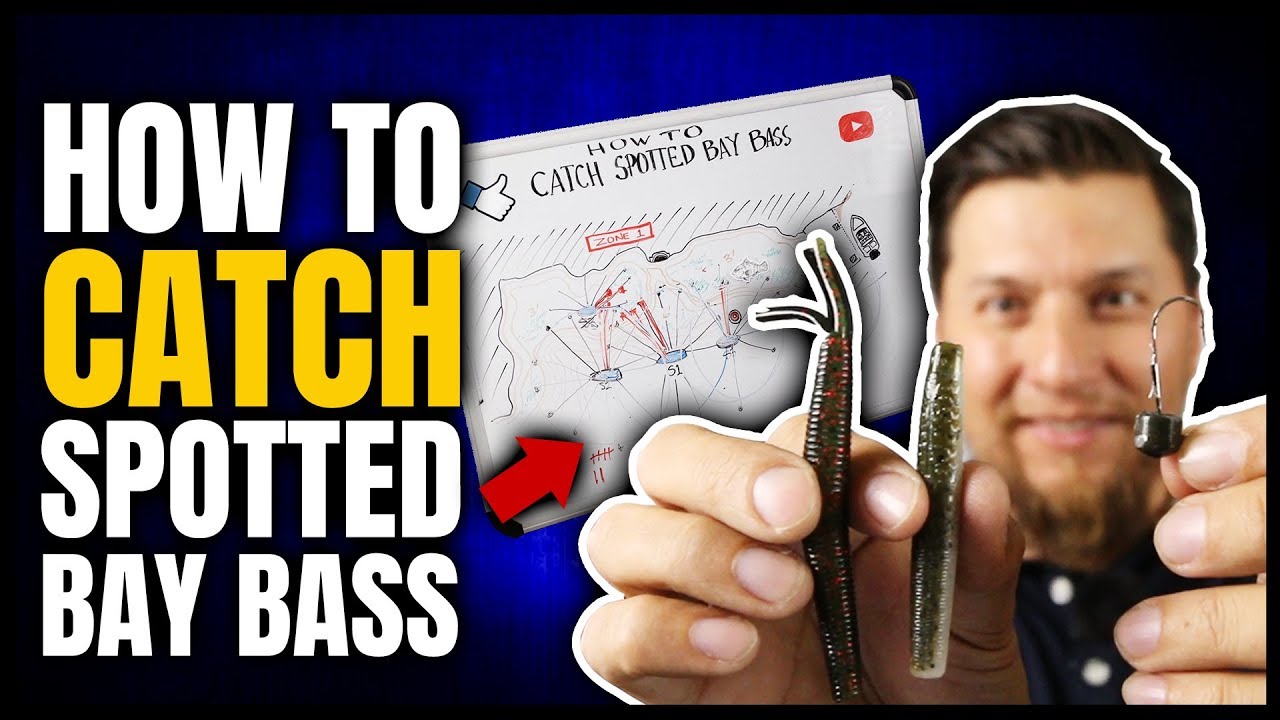 How To Catch Spotted Bay Bass Walk Through