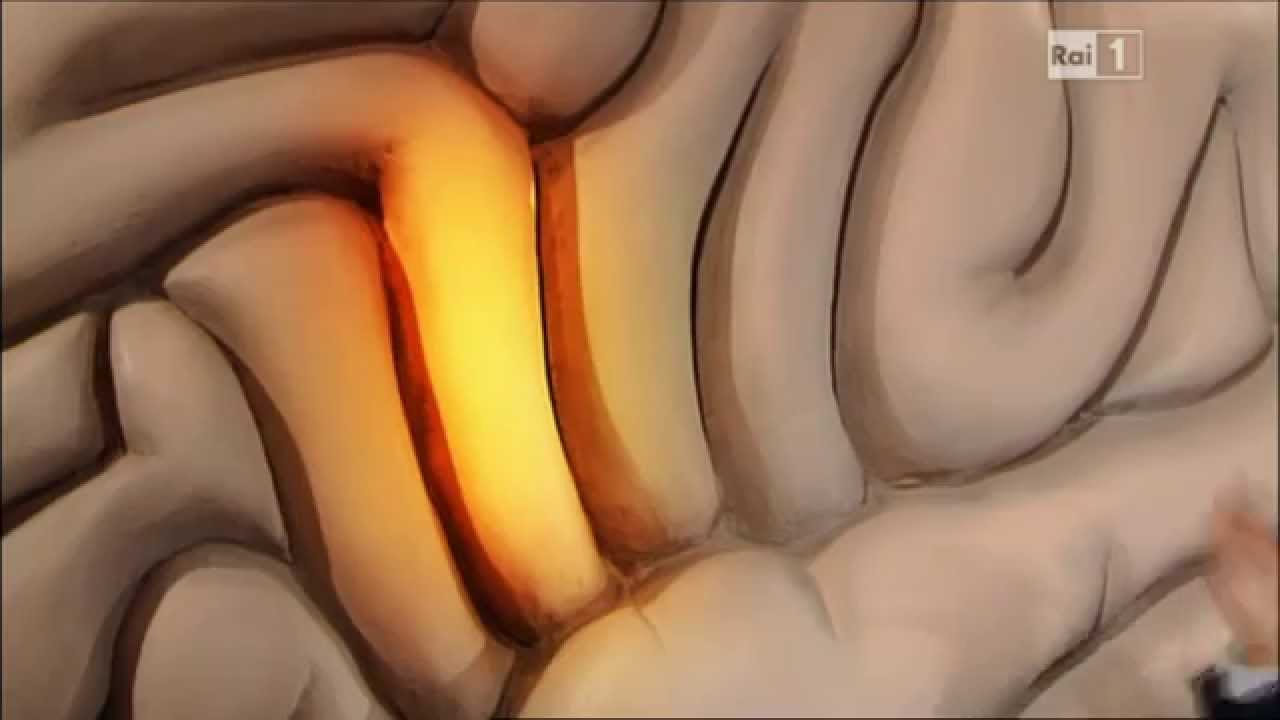 La corteccia cerebrale